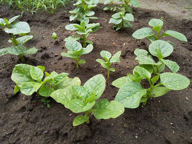 f:id:camonvietnam:20201103124714j:image f:id:camonvietnam:20201103124714j:image