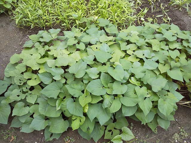 f:id:camonvietnam:20201104123542j:image f:id:camonvietnam:20201104123542j:image