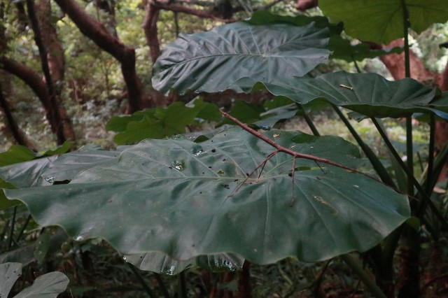 f:id:camonvietnam:20201125230357j:image