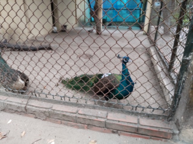 f:id:camonvietnam:20250520073347j:image
