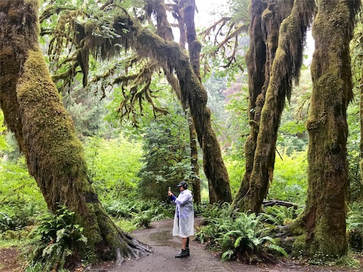 アメリカキャンプ オリンピック国立公園を観光 キャンプ 温帯雨林 ホーレインフォレストがすごい コグマ夫婦のキャンプ雑記