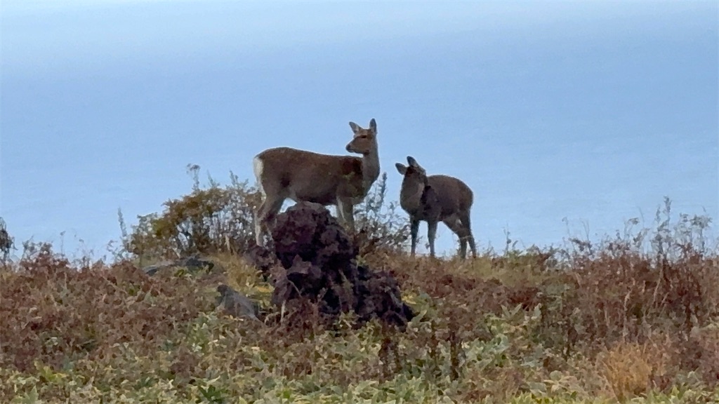 f:id:camper_bakkasu:20251101095656j:image f:id:camper_bakkasu:20251101095656j:image