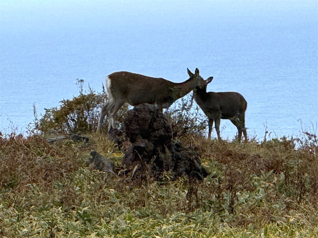 f:id:camper_bakkasu:20251101095750j:image f:id:camper_bakkasu:20251101095750j:image