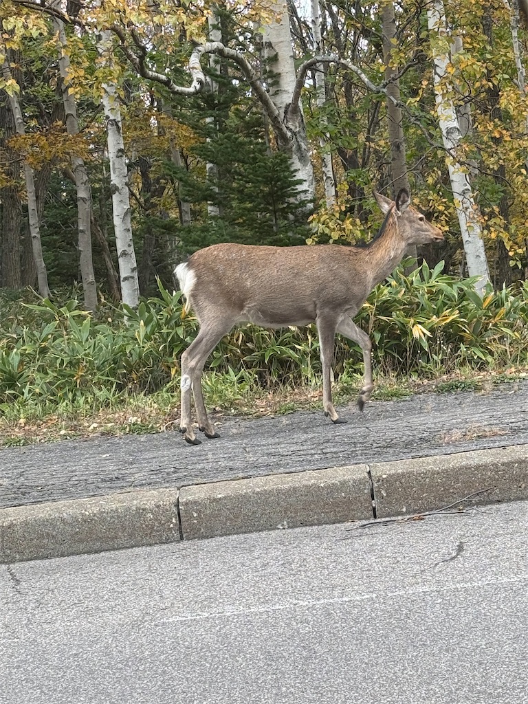 f:id:camper_bakkasu:20251102093723j:image f:id:camper_bakkasu:20251102093723j:image