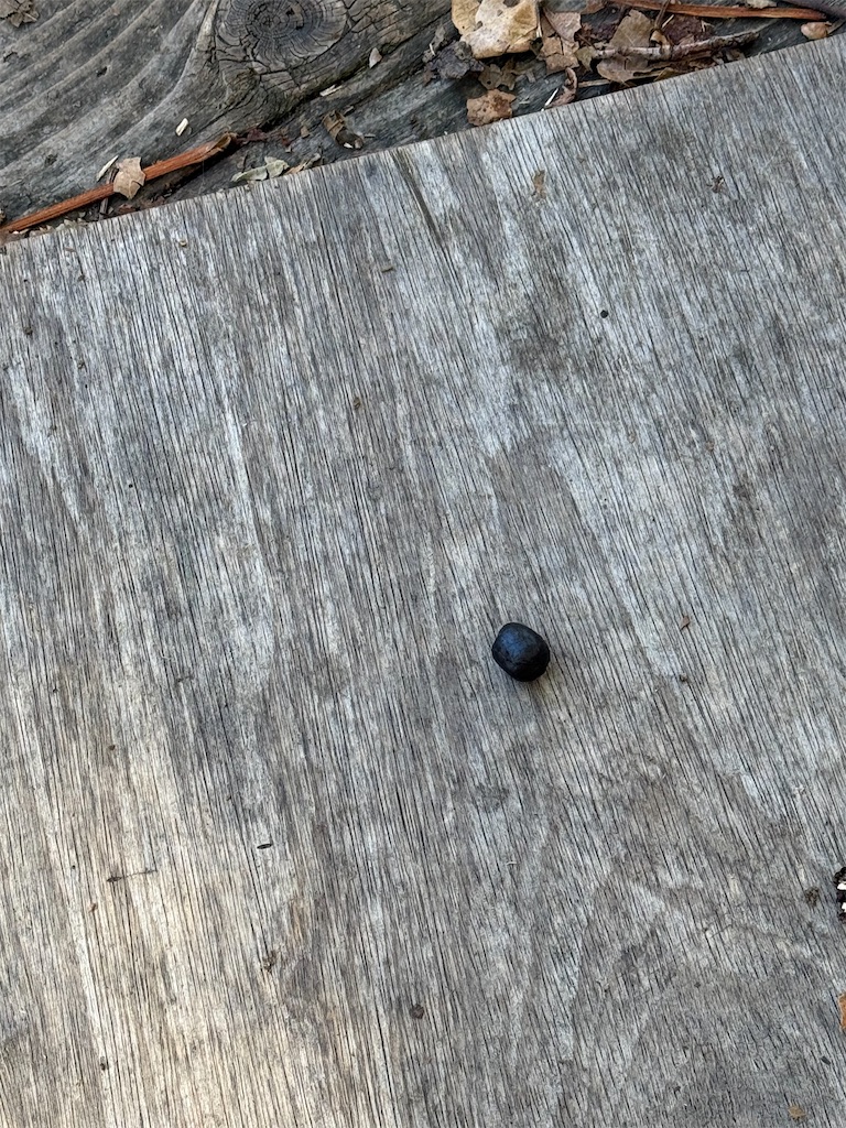 f:id:camper_bakkasu:20251103113708j:image