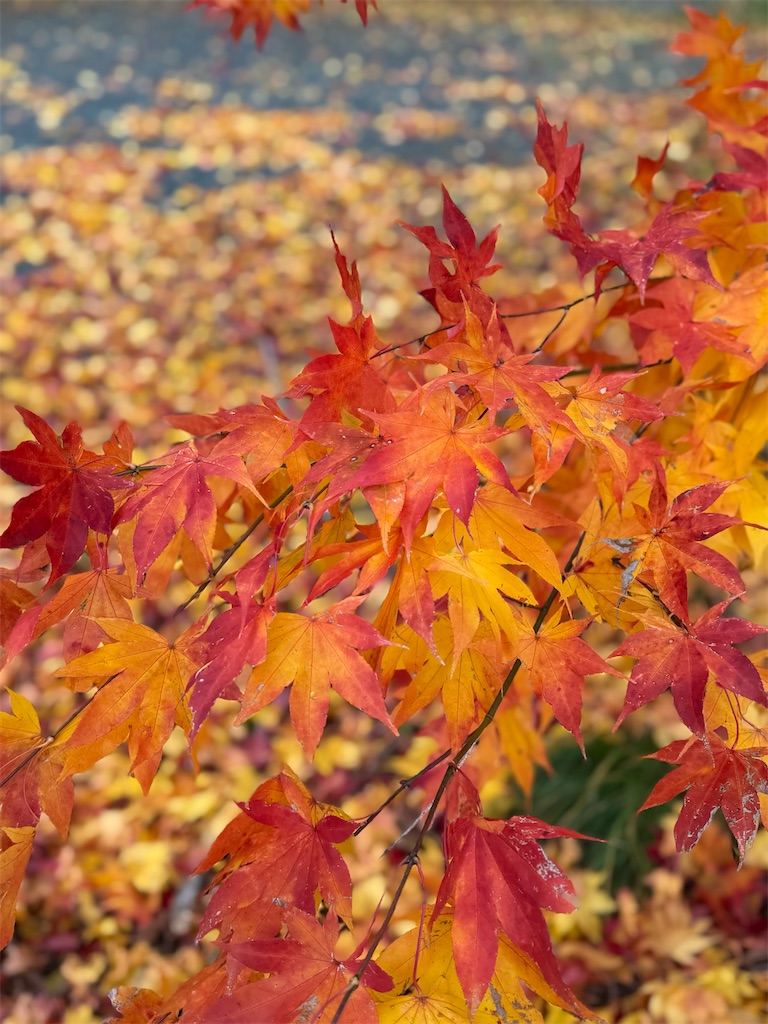 f:id:camper_bakkasu:20251107164831j:image f:id:camper_bakkasu:20251107164831j:image