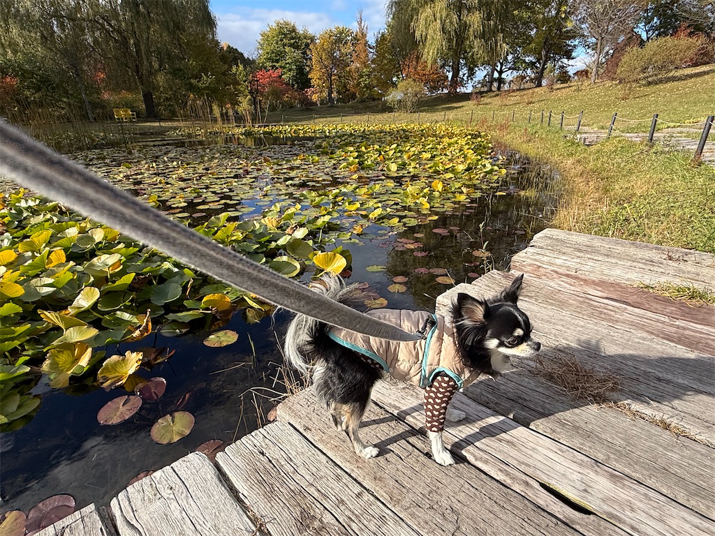f:id:camper_bakkasu:20251108160414j:image f:id:camper_bakkasu:20251108160414j:image