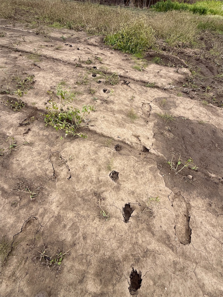 f:id:camper_bakkasu:20251109131330j:image