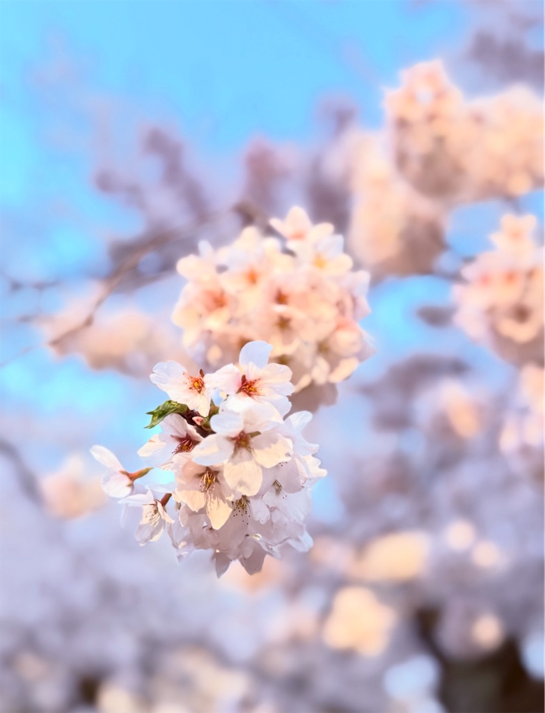 f:id:camper_bakkasu:20251118131002j:image
