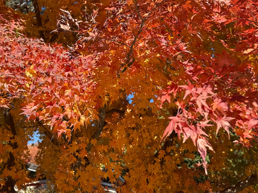 f:id:camper_bakkasu:20251126205032j:image