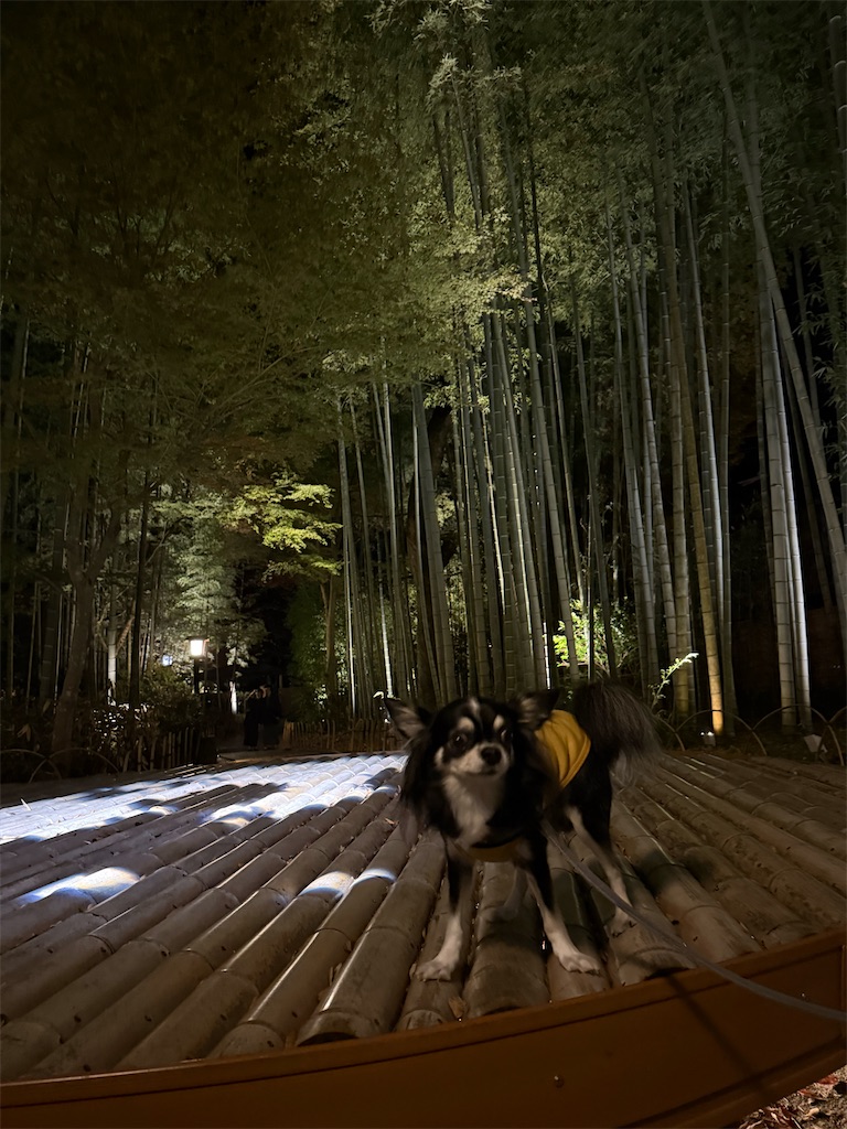 f:id:camper_bakkasu:20251130111042j:image