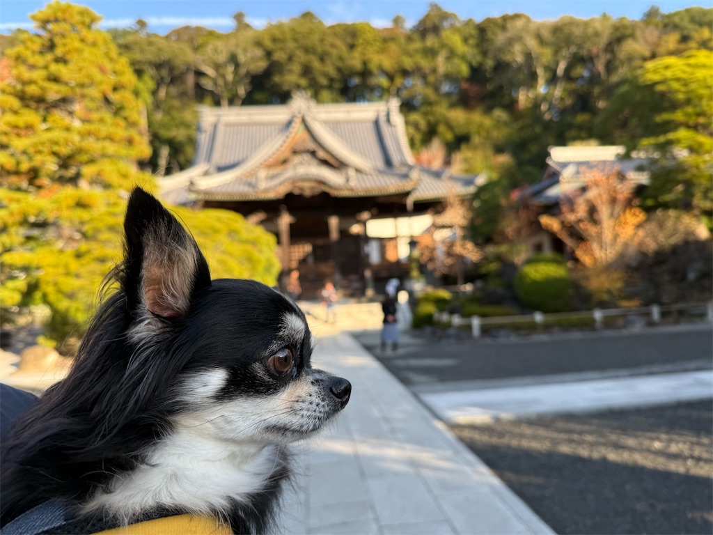 f:id:camper_bakkasu:20251130111507j:image