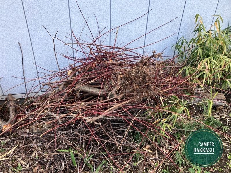 伐採した梅の木の枝