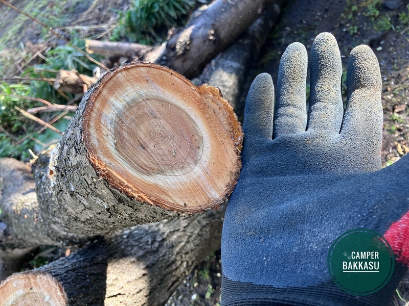 枝の太さと手のひらでサイズ感を比べる