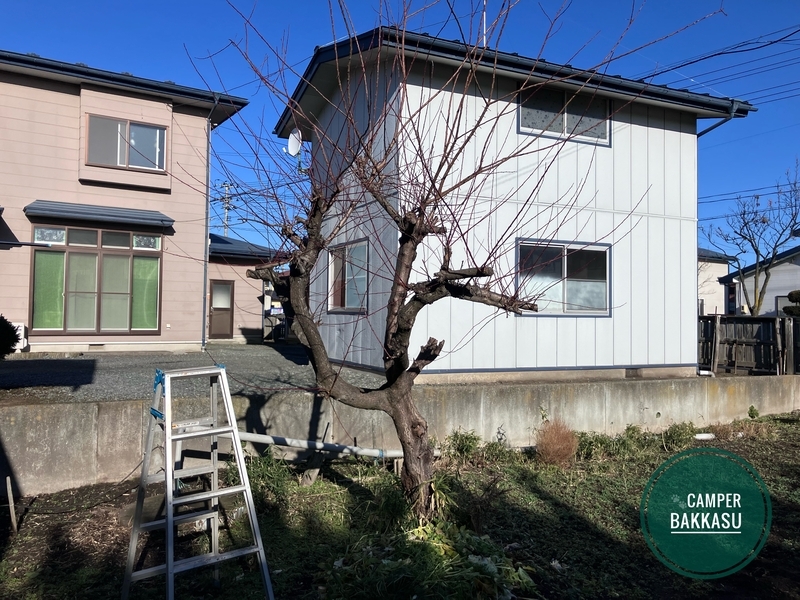 これから伐採する梅の木と使用するアルミ脚立150cm