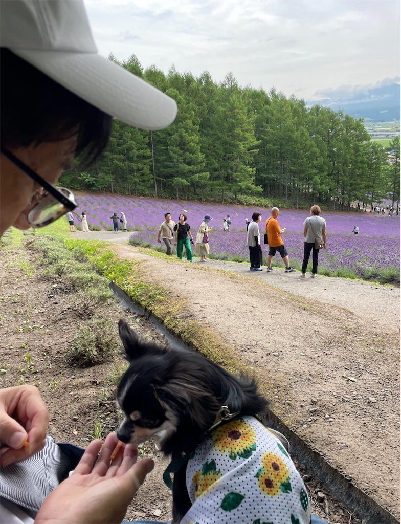 f:id:camper_bakkasu:20251218154925j:image