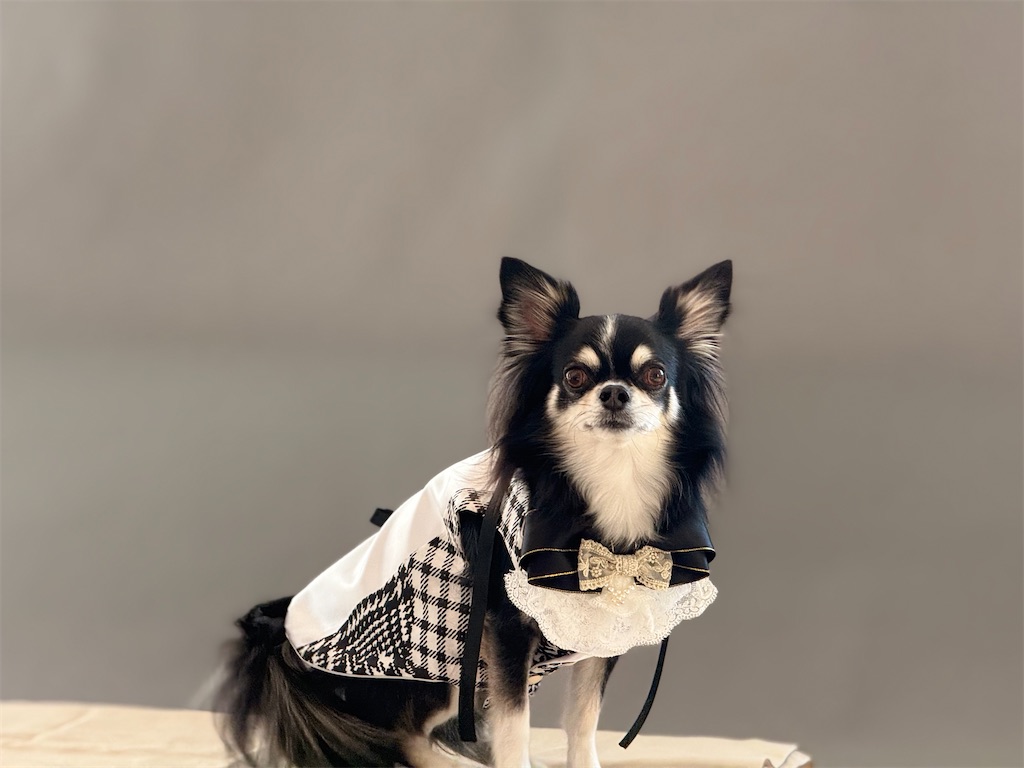 1&times;4材で頑丈に作られた棚の上に愛犬のハランが大人しく乗っている様子