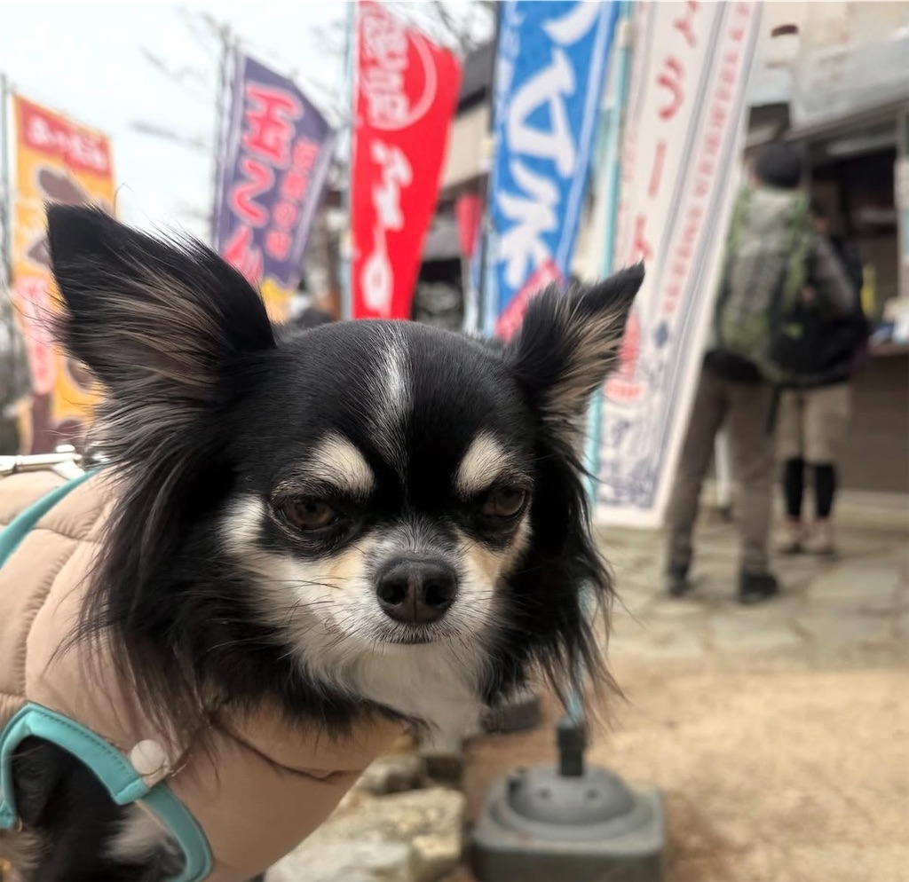 f:id:camper_bakkasu:20251228123113j:image
