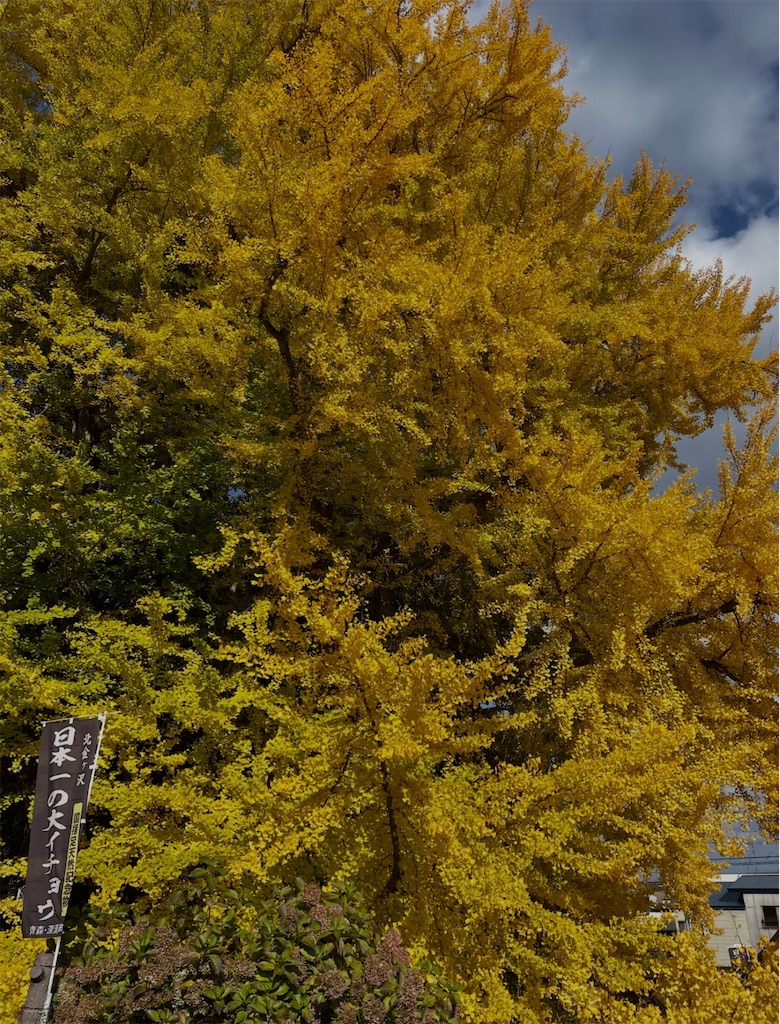 f:id:camper_bakkasu:20260126131933j:image