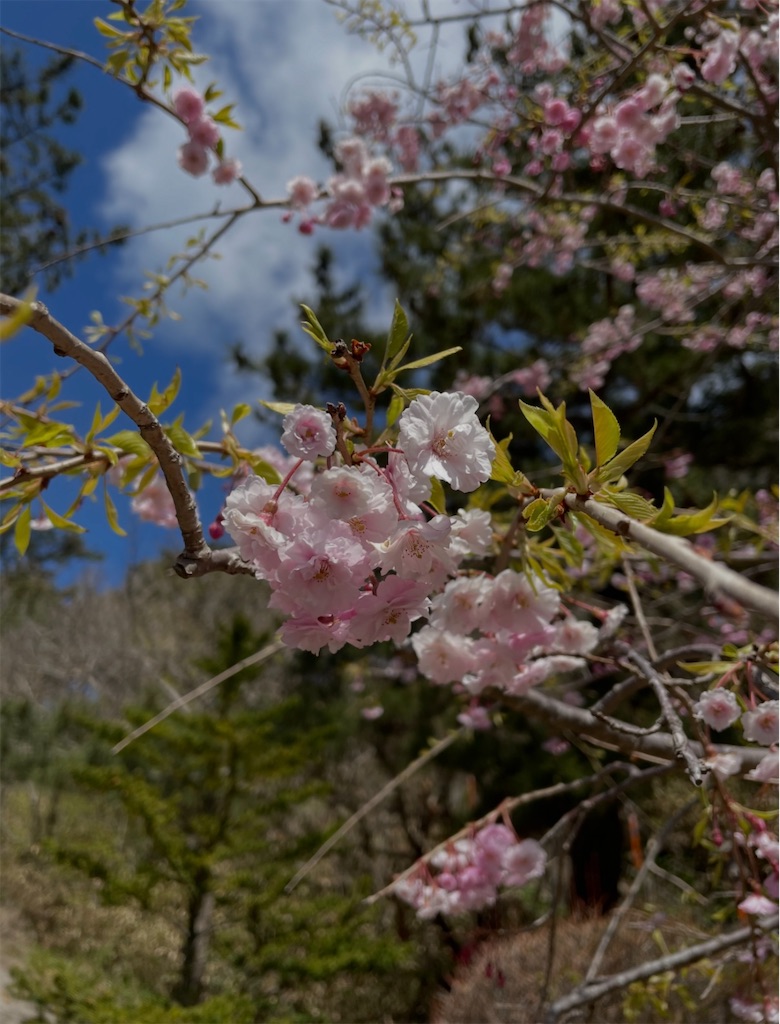 f:id:camper_bakkasu:20260128091110j:image f:id:camper_bakkasu:20260128091110j:image