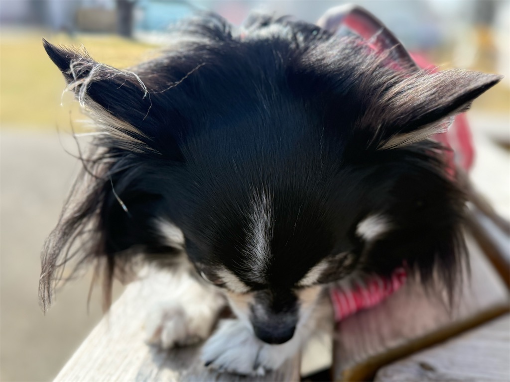f:id:camper_bakkasu:20260218121536j:image