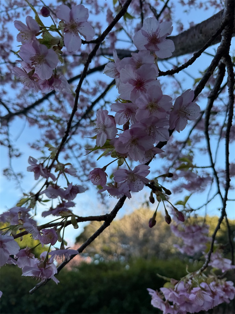 f:id:camper_bakkasu:20260226123034j:image