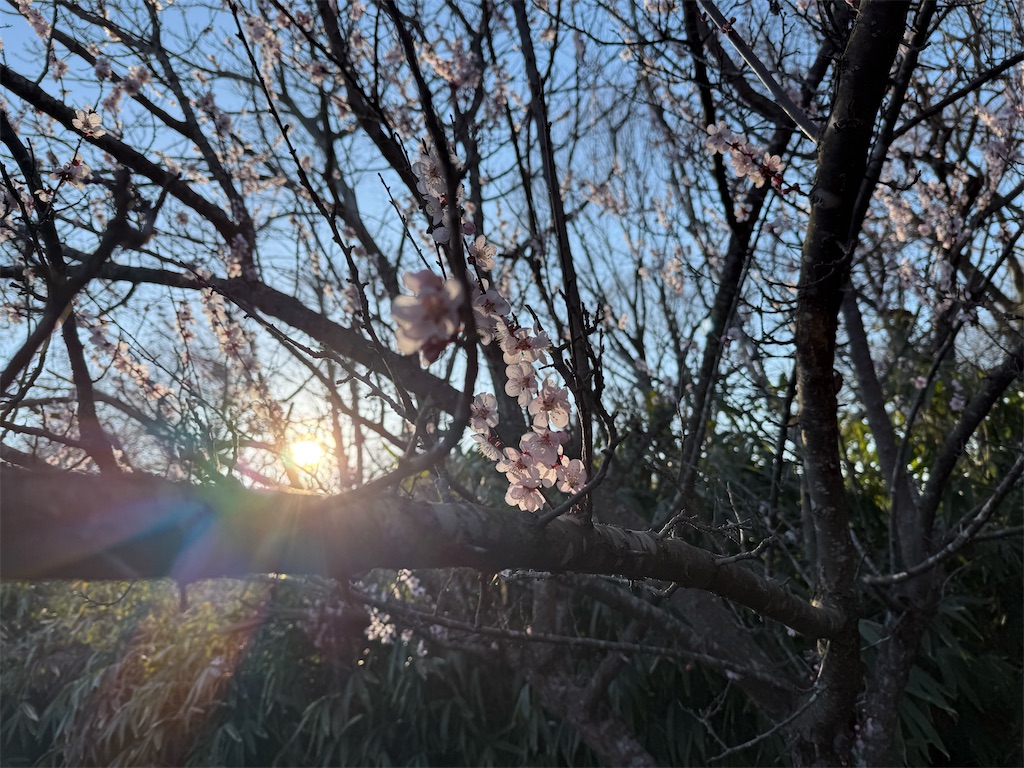 f:id:camper_bakkasu:20260408180342j:image