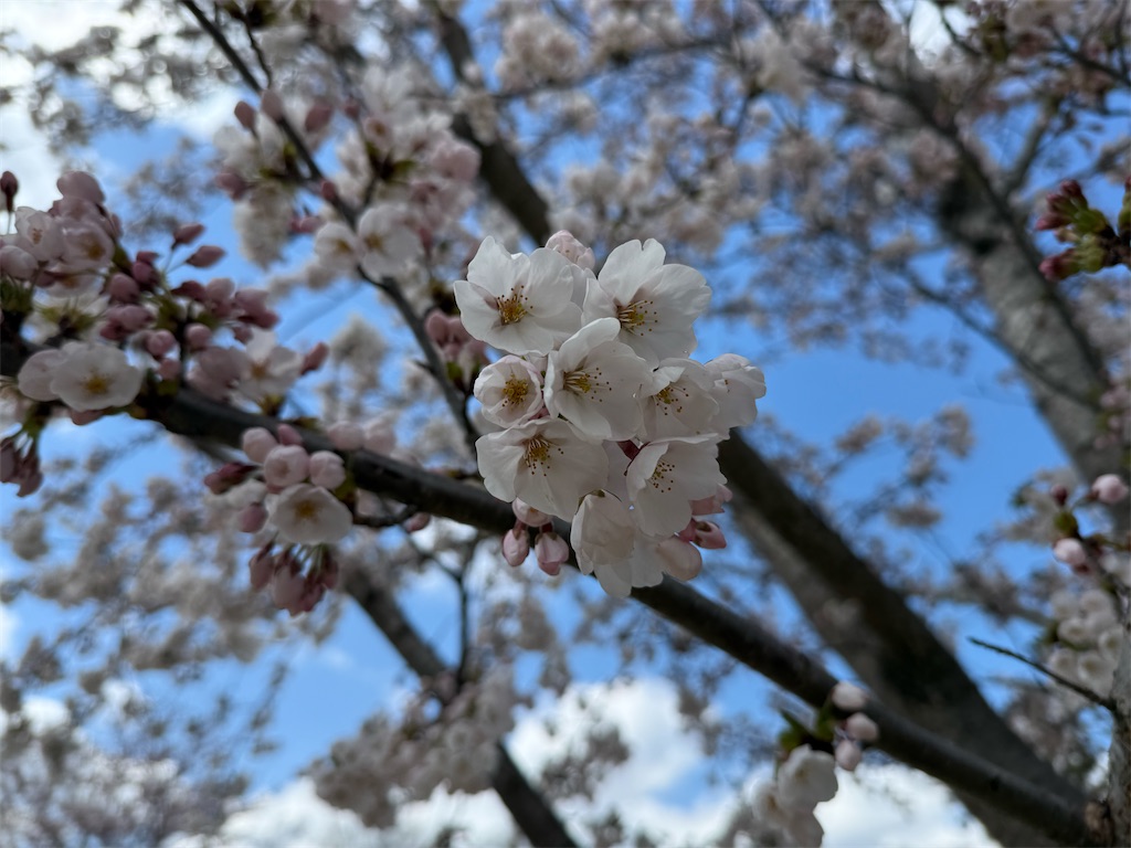f:id:camper_bakkasu:20260412174437j:image