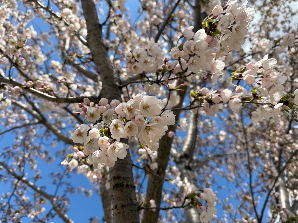 f:id:camper_bakkasu:20260412174440j:image f:id:camper_bakkasu:20260412174440j:image