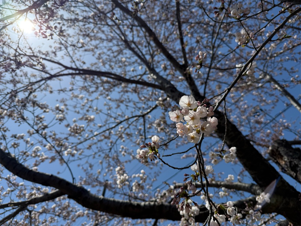 f:id:camper_bakkasu:20260413201124j:image