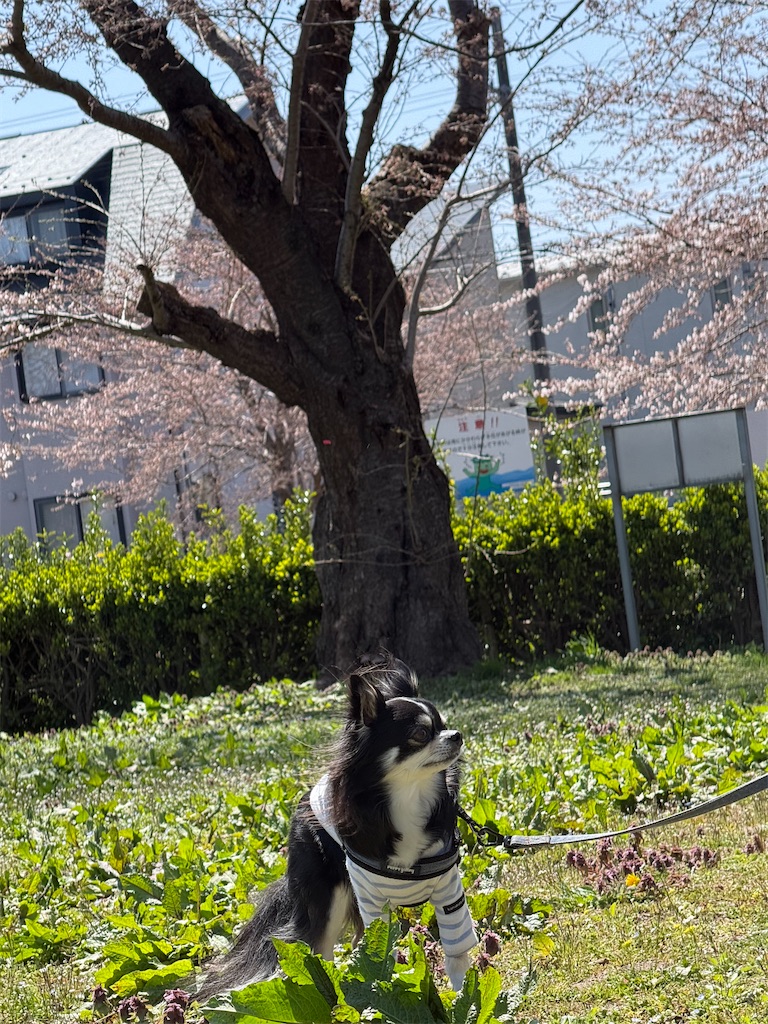 f:id:camper_bakkasu:20260413201127j:image f:id:camper_bakkasu:20260413201127j:image