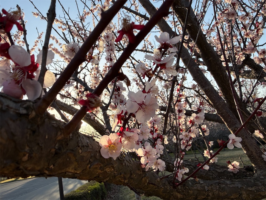 f:id:camper_bakkasu:20260413202616j:image f:id:camper_bakkasu:20260413202616j:image