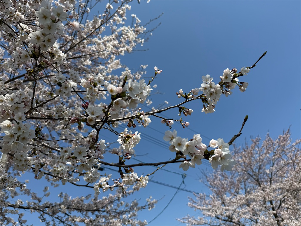 f:id:camper_bakkasu:20260414113210j:image