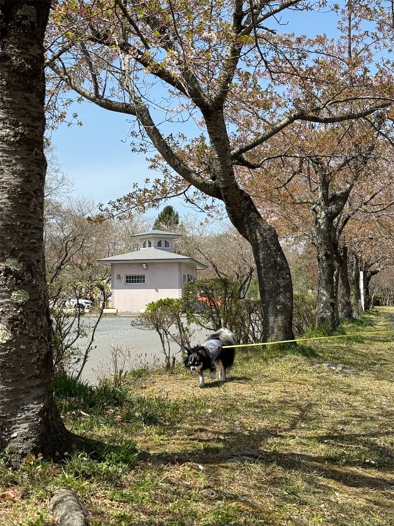 f:id:camper_bakkasu:20260423204940j:image