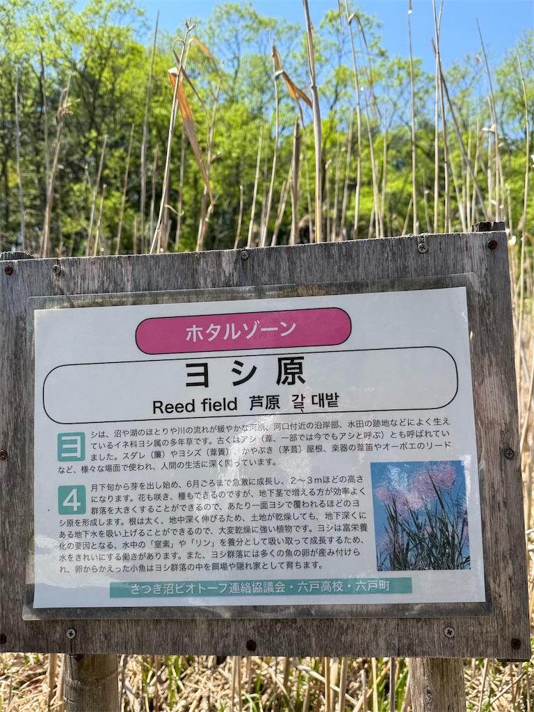 f:id:camper_bakkasu:20260505141428j:image