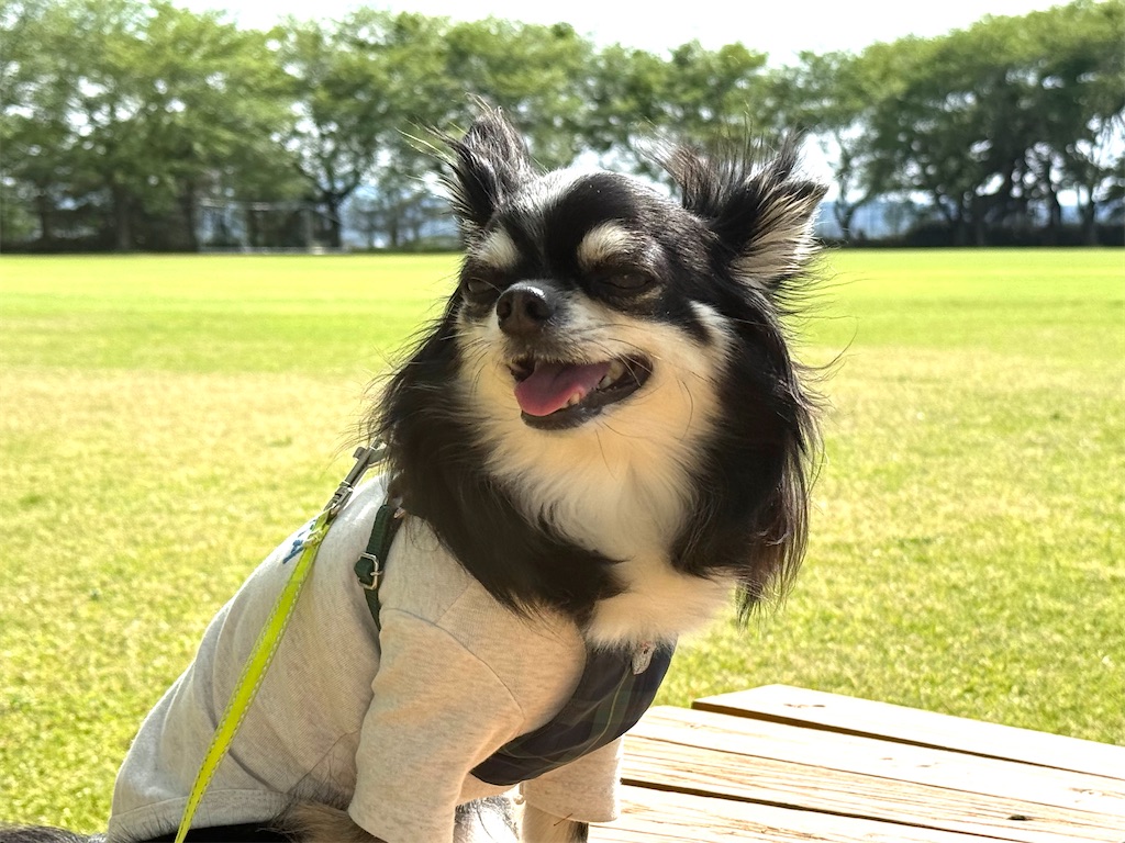 f:id:camper_bakkasu:20260507145502j:image f:id:camper_bakkasu:20260507145502j:image
