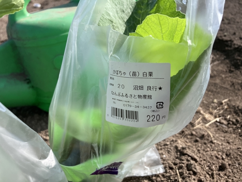 かぼちゃ 白栗の苗