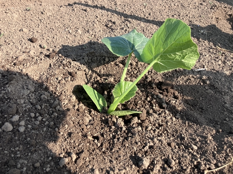 土をかぶせて植え付け完了