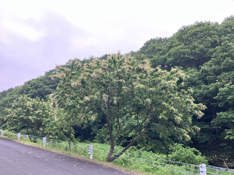 場内の自然豊かな並木道