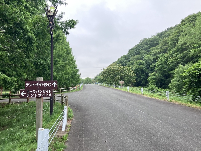 満開に咲いている栗の花