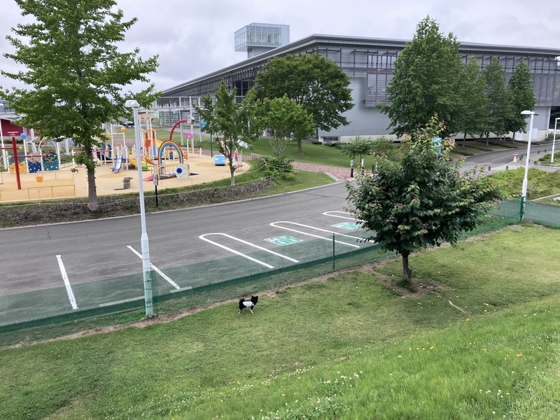 元気に歩き回る愛犬ハラン