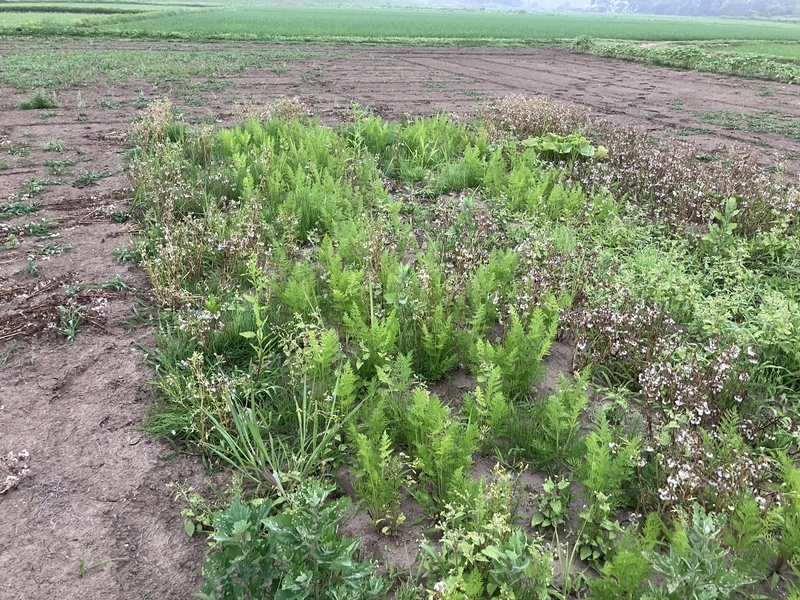 雑草に混じって元気に葉を伸ばすニンジンの畝