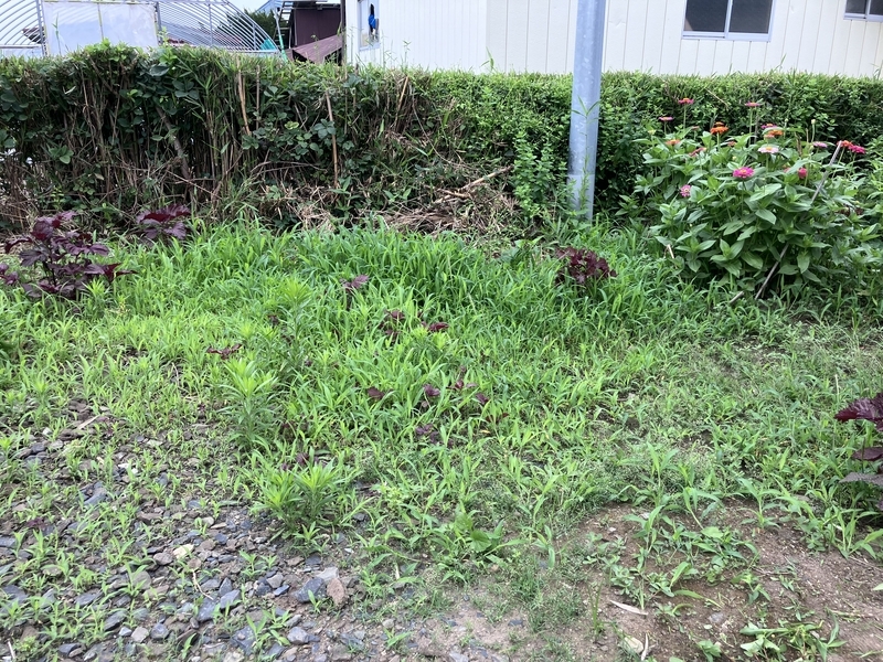 愛用しているアイリスオーヤマの電動草刈機