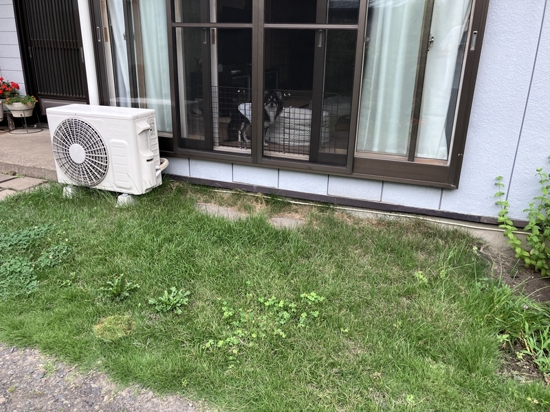雑草が伸び放題の庭の様子