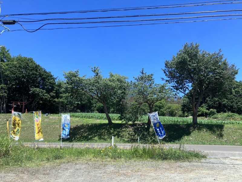 嶽きみ畑と直売所の様子