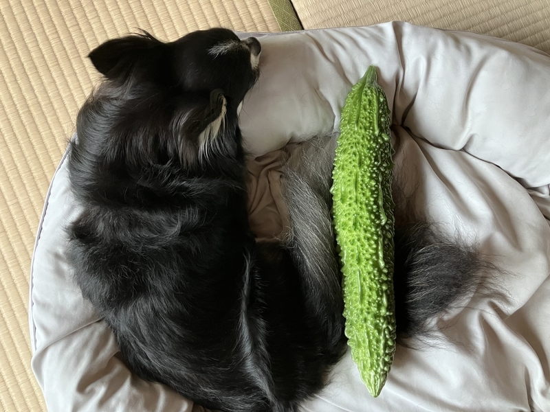 愛犬ハランと並べたお化けゴーヤ