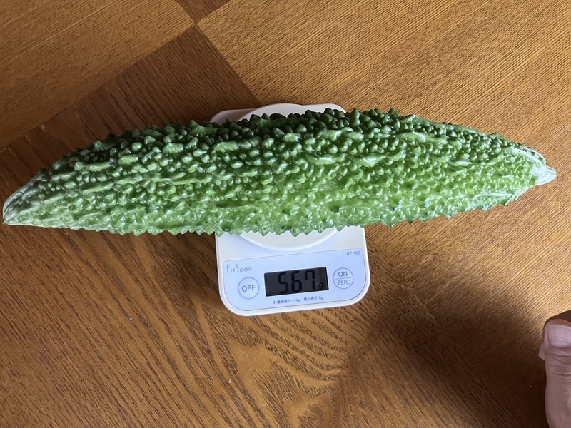 お化けゴーヤの重量計測567g