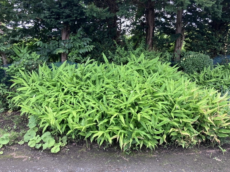 初収穫した立派なみょうが