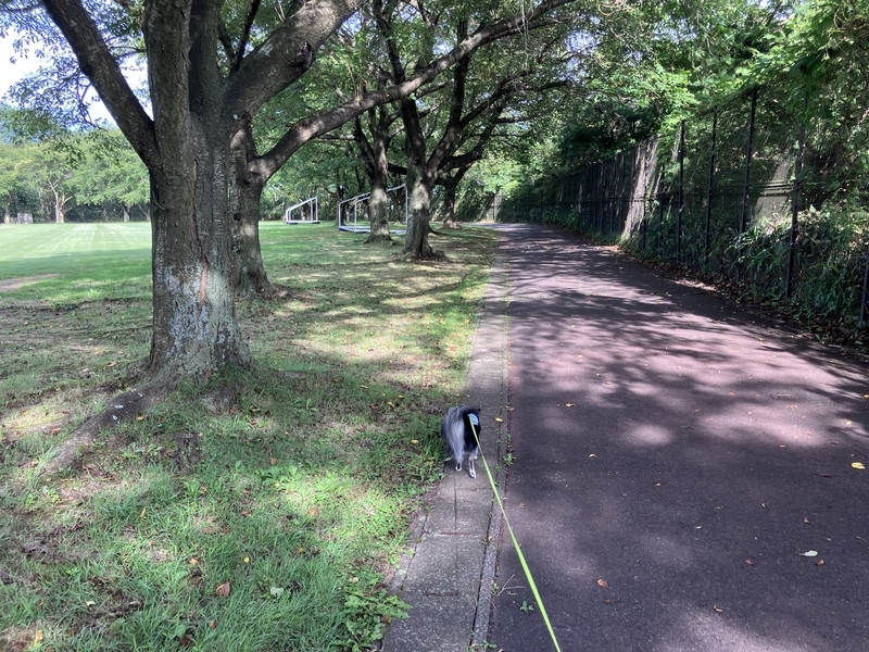 引き締まった体つきの愛犬ハラン
