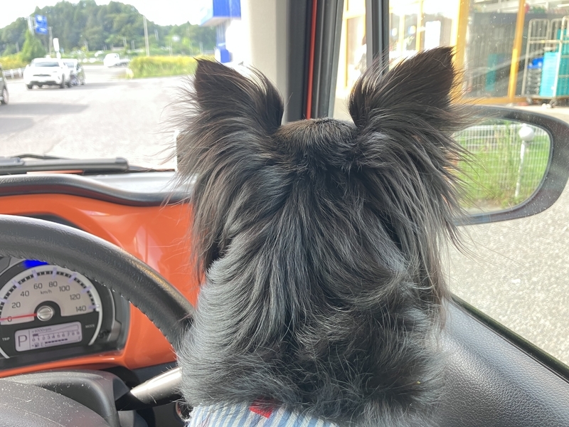 ツヤツヤなハランの後頭部